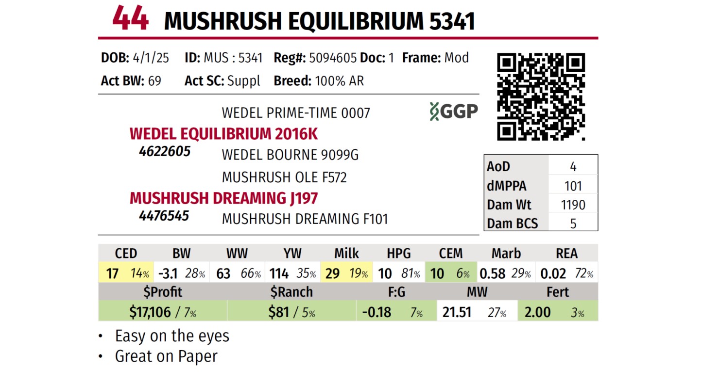 Lot 44: Mushrush Red Angus Ranch - Fall Sale | DVAuction