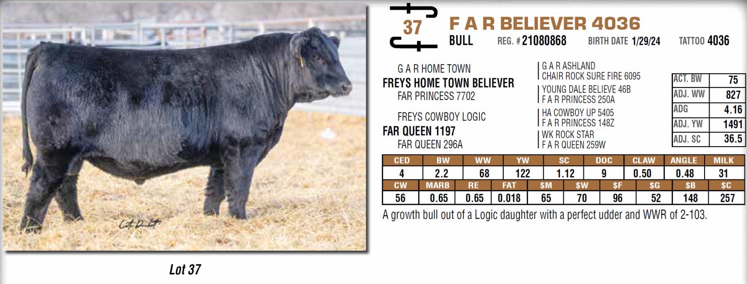 Lot 37: Frey Angus Ranch - 50th Annual Angus Bull Sale | DVAuction