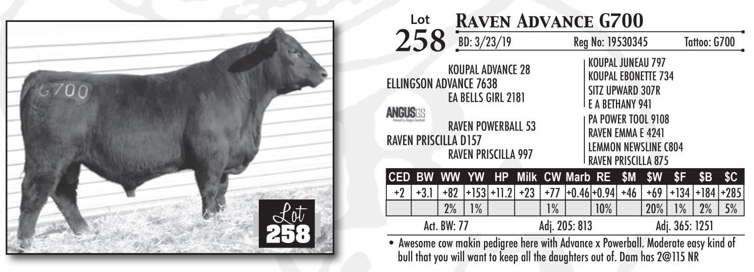 Angus Auctions Lot 258 Raven Angus Annual Production Sale