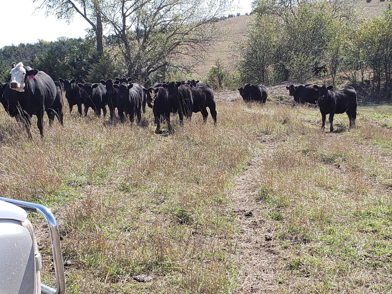 Verdigre Stockyards Swanson_Steers_Heifers Verdigre Stockyards