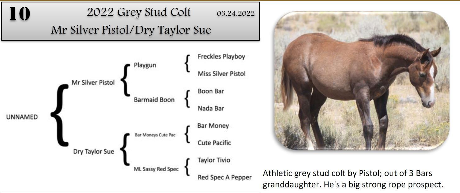 DVAuction Lot 10 Zollinger Quarter Horses 34th Annual Production