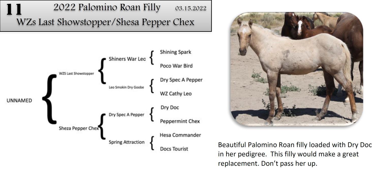 DVAuction Lot 11 Zollinger Quarter Horses 34th Annual Production