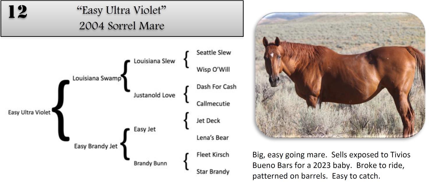 DVAuction Lot 12 Zollinger Quarter Horses 34th Annual Production