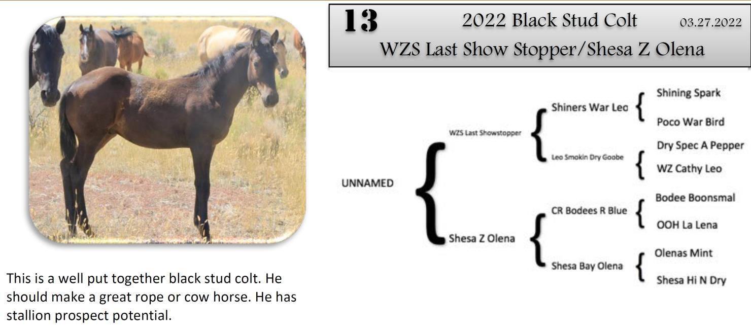 DVAuction Lot 13 Zollinger Quarter Horses 34th Annual Production