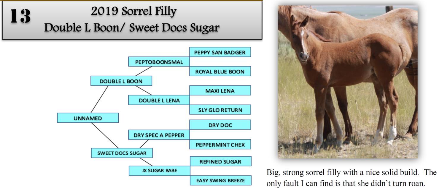 DVAuction Lot 13 Zollinger Quarter Horses 31st Annual Production