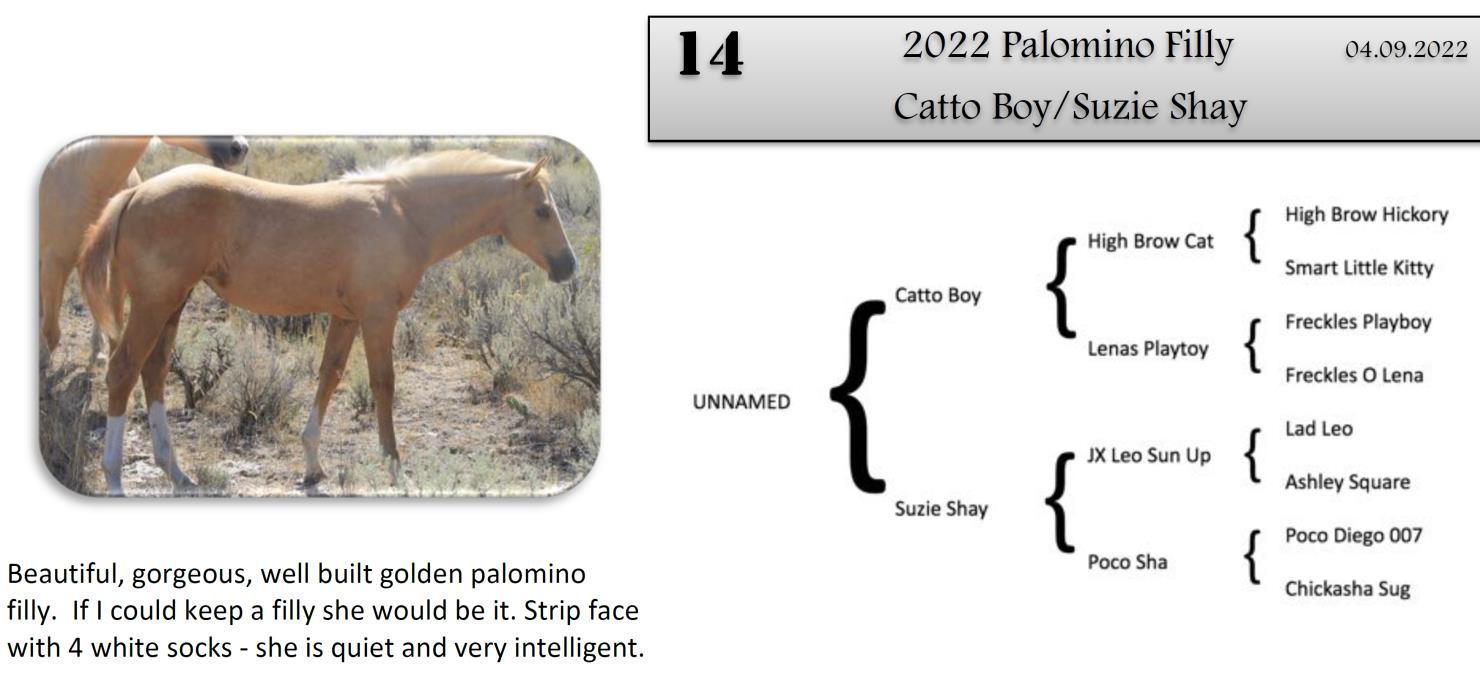 DVAuction Lot 14 Zollinger Quarter Horses 34th Annual Production