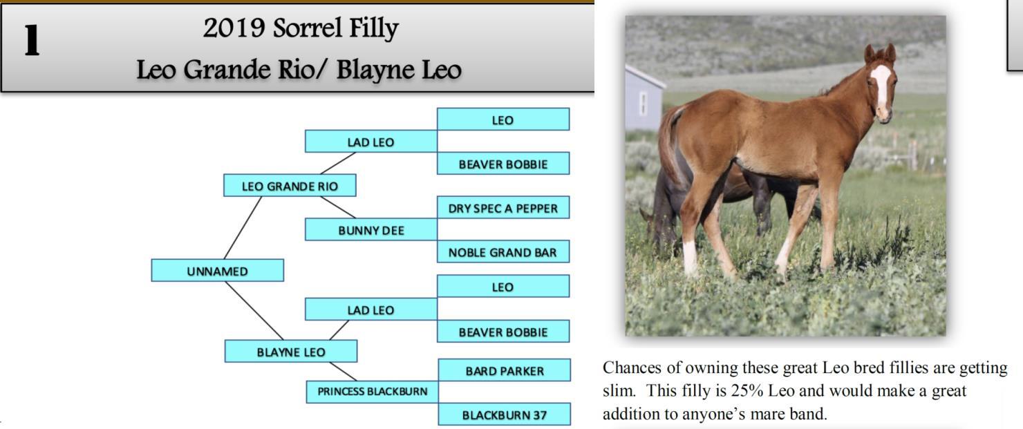 DVAuction Lot 1 Zollinger Quarter Horses 31st Annual Production