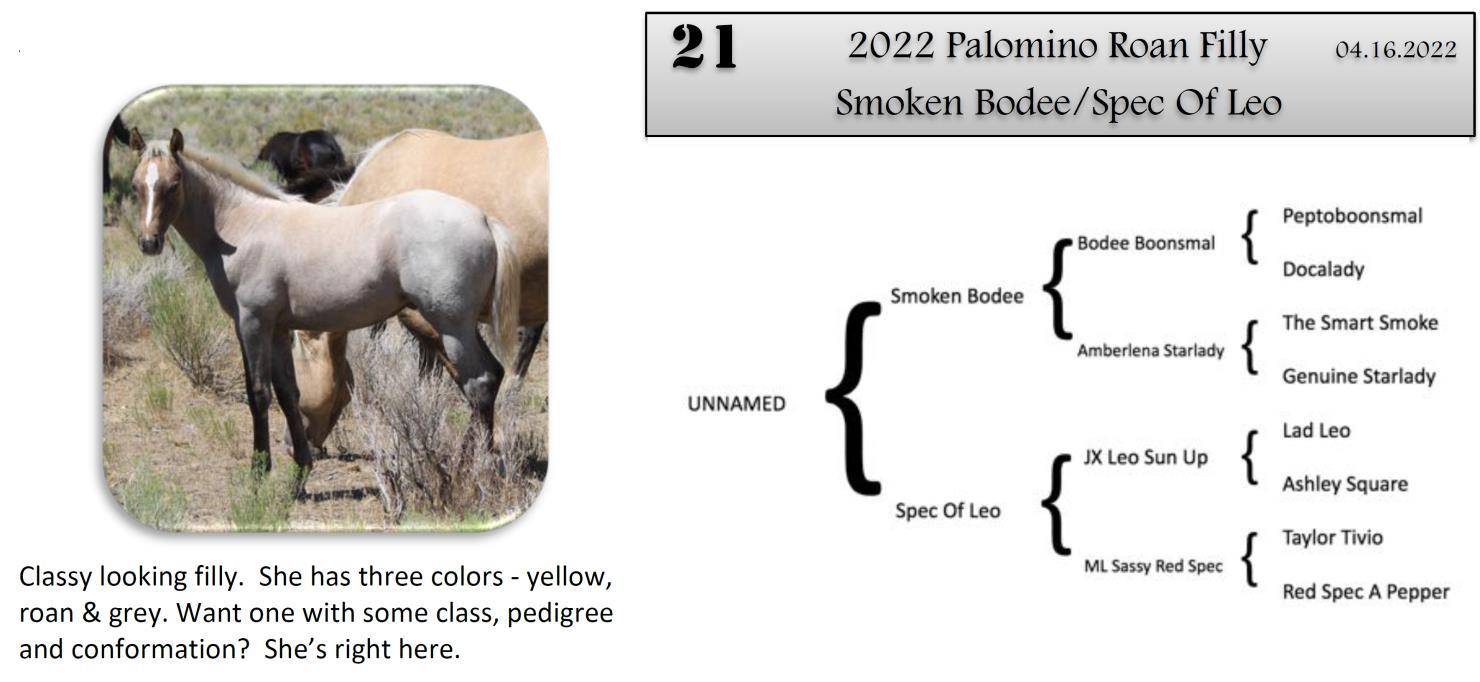 DVAuction Lot 21 Zollinger Quarter Horses 34th Annual Production