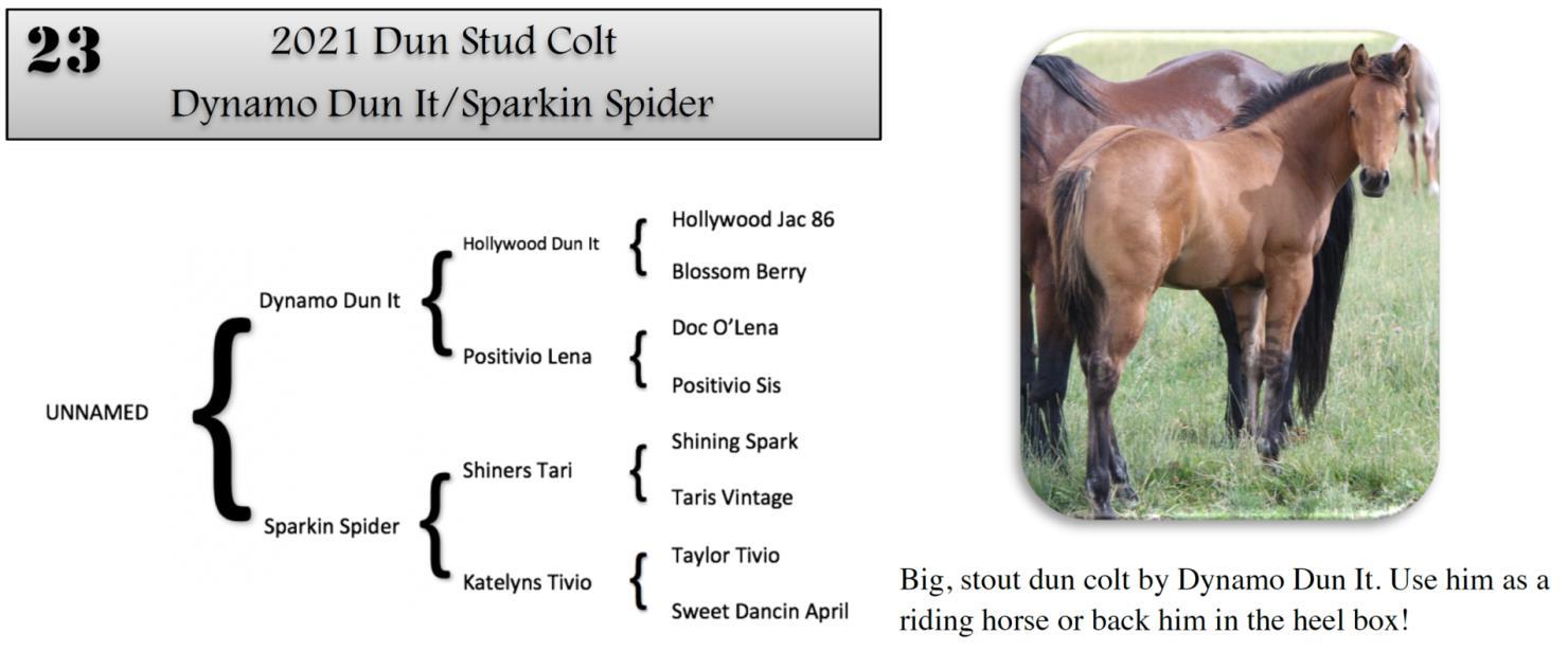 DVAuction Lot 23 Zollinger Quarter Horses 31st Annual Production