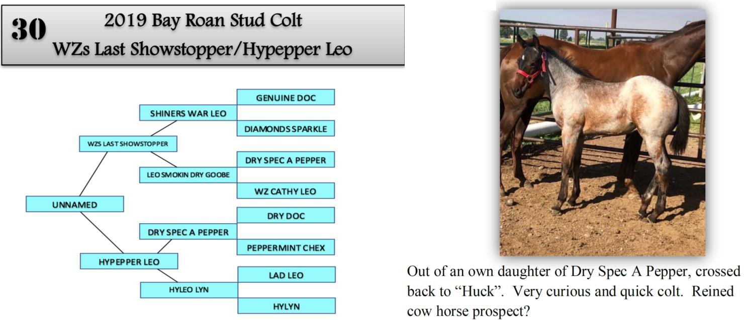 DVAuction Lot 30 Zollinger Quarter Horses 31st Annual Production
