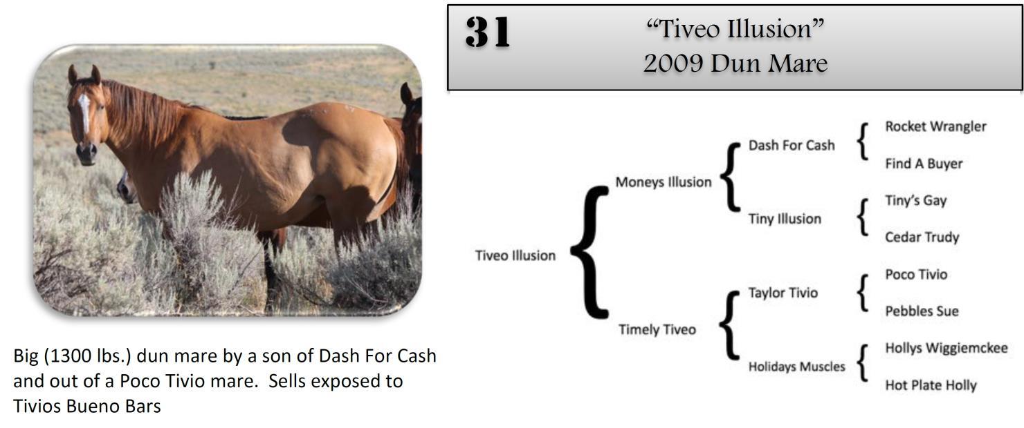 DVAuction Lot 31 Zollinger Quarter Horses 34th Annual Production