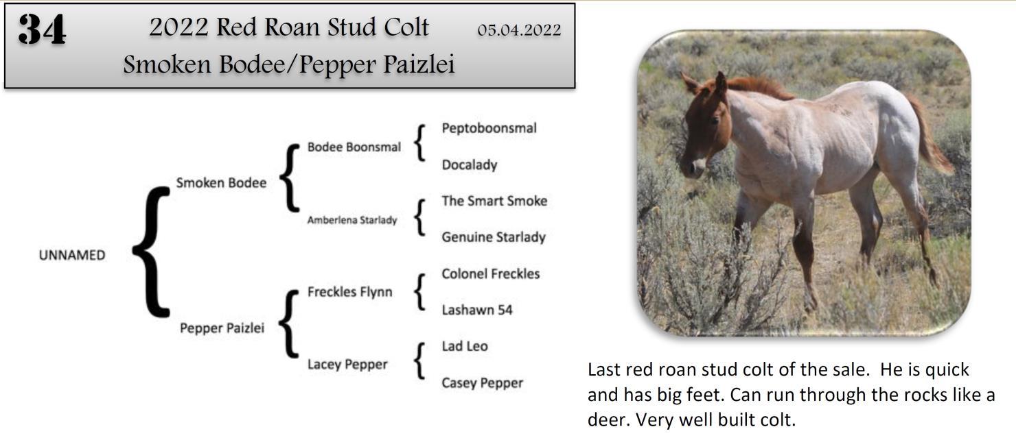 DVAuction Lot 34 Zollinger Quarter Horses 34th Annual Production