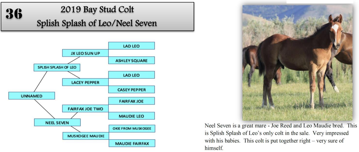 DVAuction Lot 36 Zollinger Quarter Horses 31st Annual Production