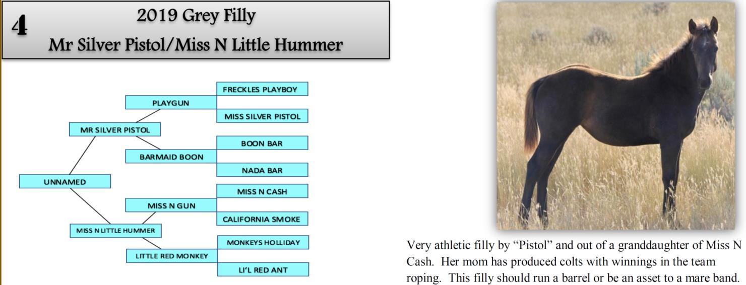 DVAuction Lot 4 Zollinger Quarter Horses 31st Annual Production