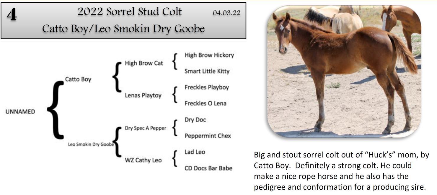 DVAuction Lot 4 Zollinger Quarter Horses 34th Annual Production