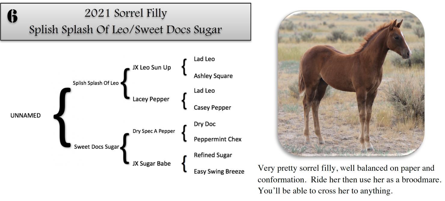 DVAuction Lot 6 Zollinger Quarter Horses 31st Annual Production