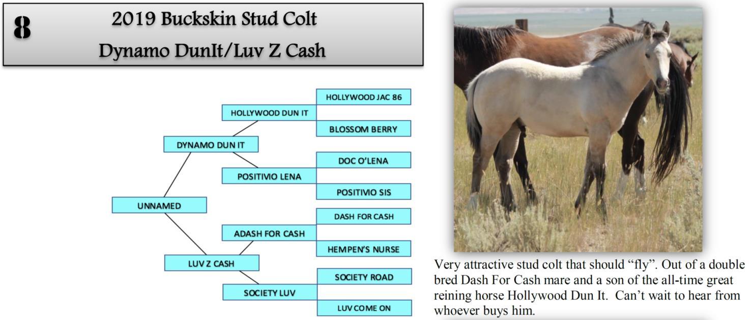 DVAuction Lot 8 Zollinger Quarter Horses 31st Annual Production
