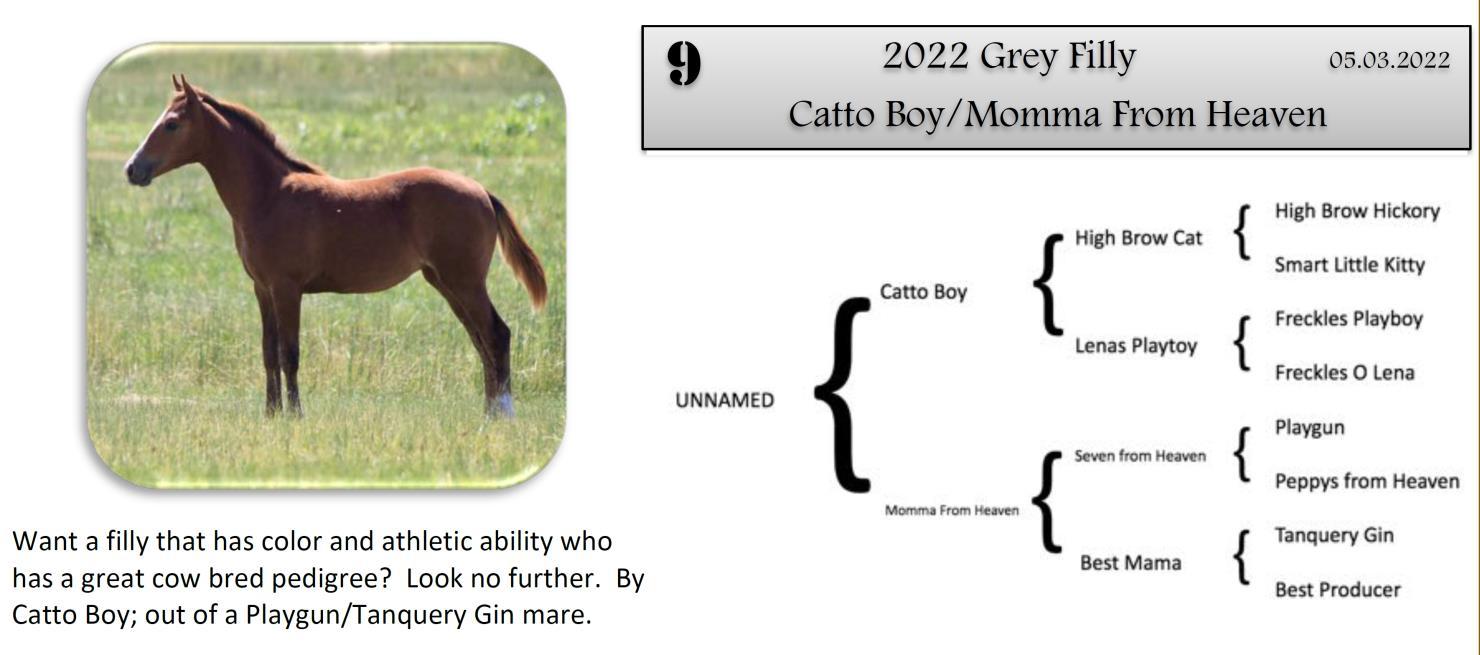 DVAuction Lot 9 Zollinger Quarter Horses 34th Annual Production