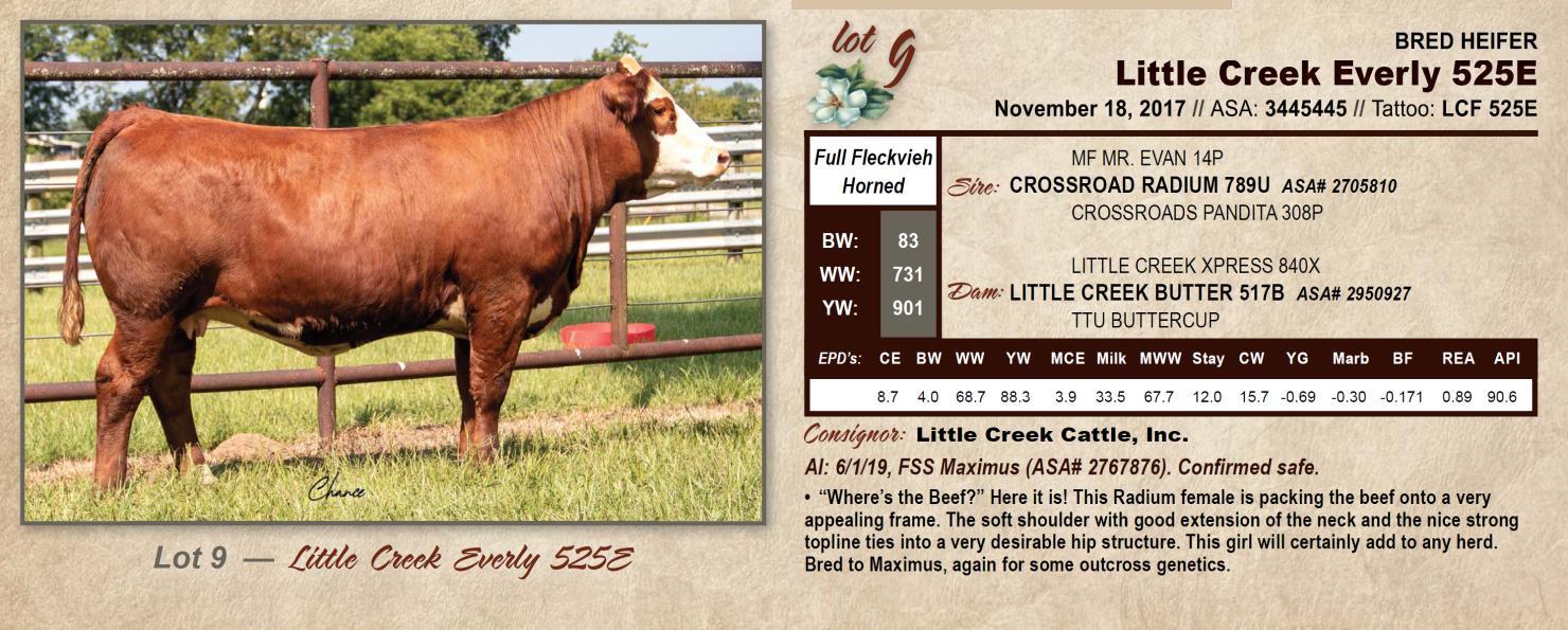 Lot 9 Little Creek Cattle The Magnolia Classic 2019