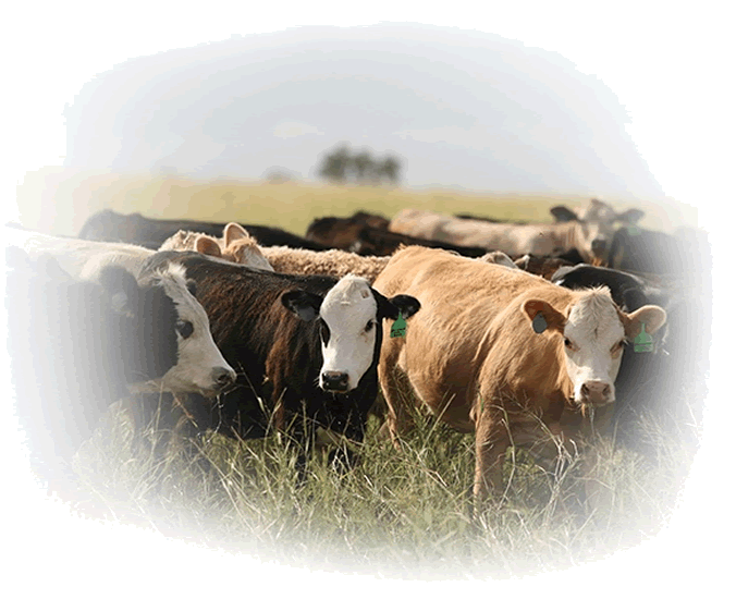 National Beef Wire Bayer Animal Health